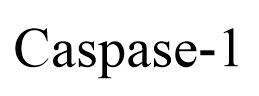 Caspase-1 结构式